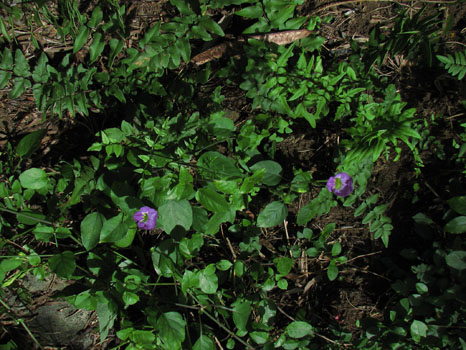 Kuliouou Ridge Trail
