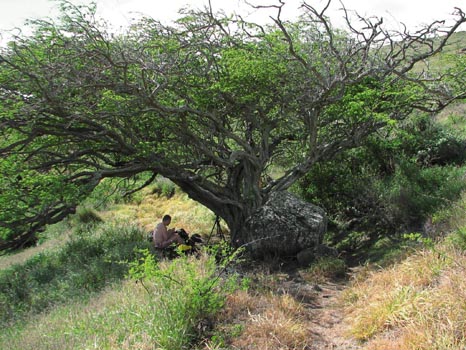 Lahaina Pali Trail
