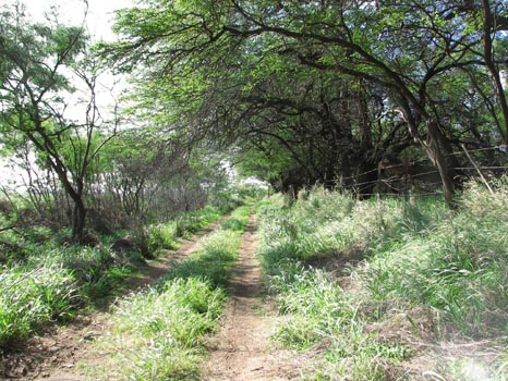 Lahaina Pali Trail
