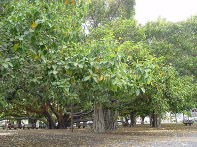 Banyan Tree
