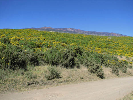 Mana Road
