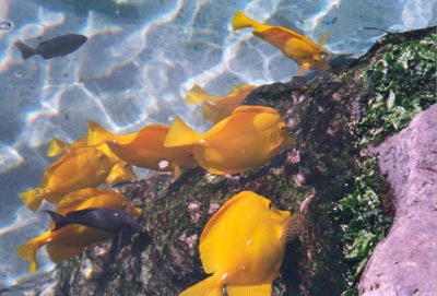 Maui Ocean Centre
