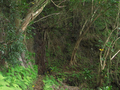 Maunawili Demonstration Trail Waimanalo side
