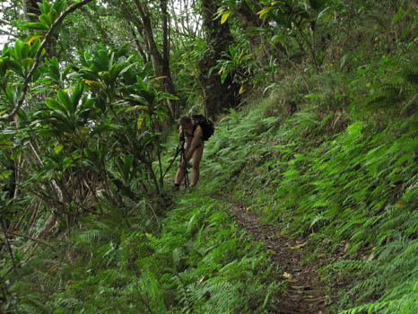 Maunawili Demonstration Trail Waimanalo side
