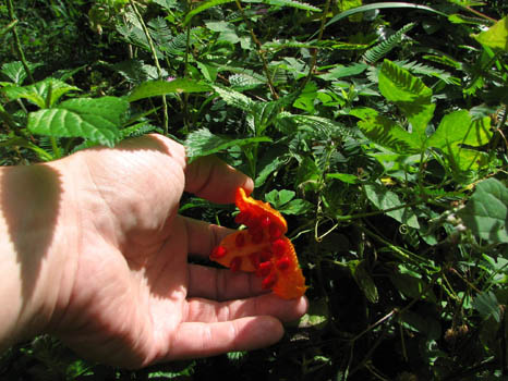 Maunawili Demonstration Trail Waimanalo side
