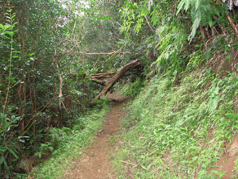 Maunawili Demonstration Trail
