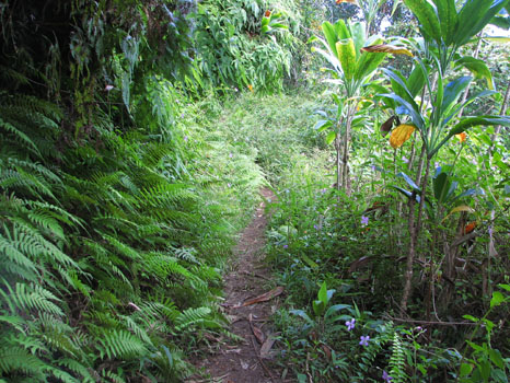 Maunawili Demonstration Trail
