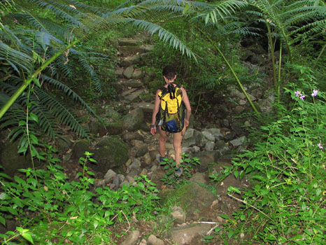 Maunawili Demonstration Trail
