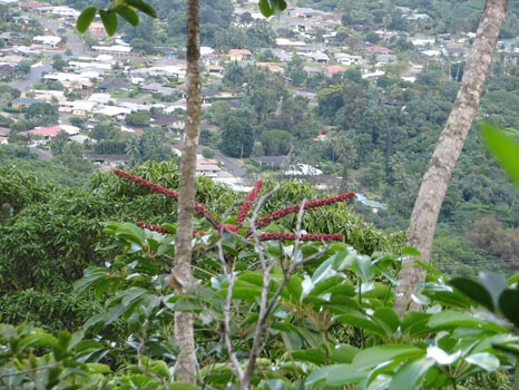 Maunawili Demonstration Trail
