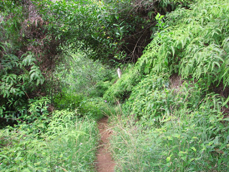 Maunawili Demonstration Trail
