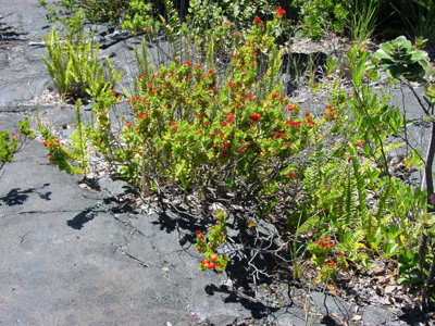 Kilauea pilo

