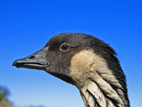 Nene
