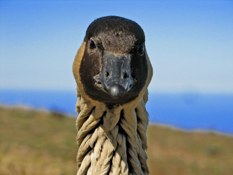 Nene
