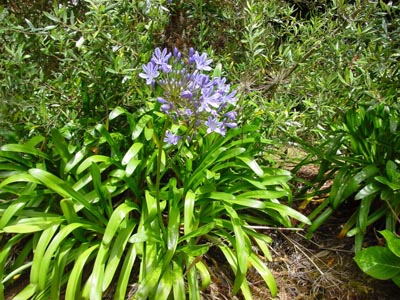 unbekannte Blüte
