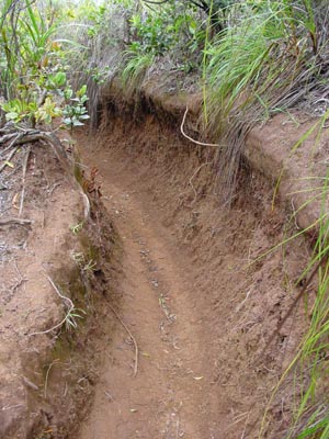Nualolo Trail
