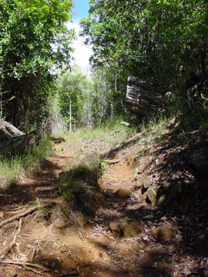 Nualolo Trail
