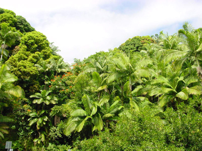 Pepe'ekeo Scenic Drive
