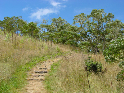 am Weg zur Westseite des Pu'u Huluhulu
