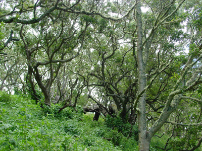 Dickicht am Pu'u Huluhulu
