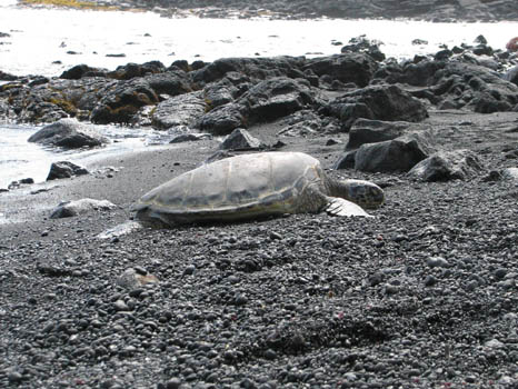 Punalu'u Black Sand Beach

