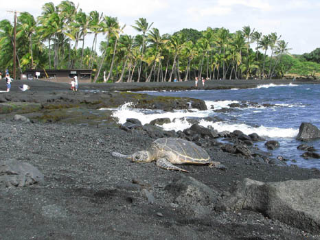 Punalu'u Black Sand Beach
