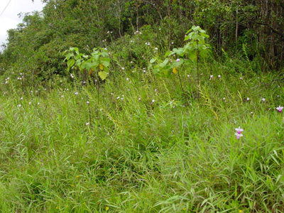 Orchideen entlang des Stainback Hwy.s
