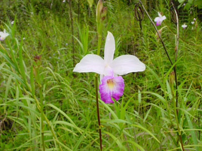 gut, für Orchideen-Liebhaber vergrößert

