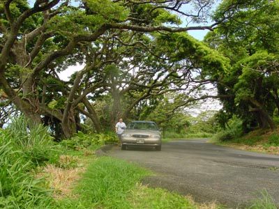 Tantalus Drive
