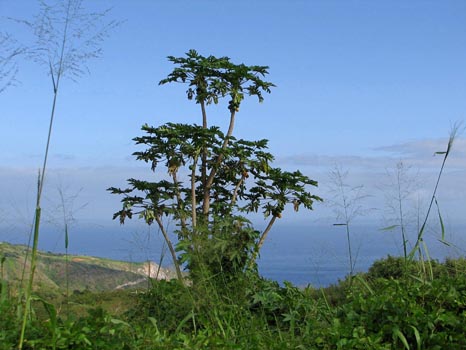 Waihe'e Ridge Trail

