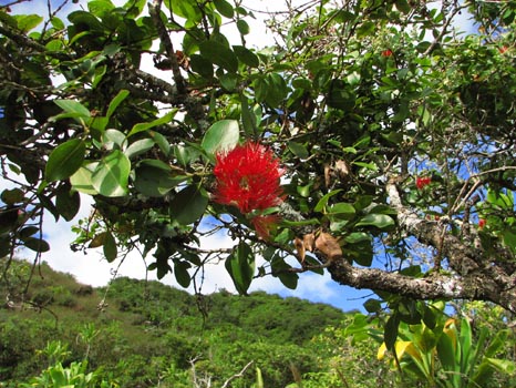 Waihe'e Ridge Trail
