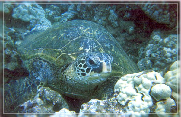 honu.jpg