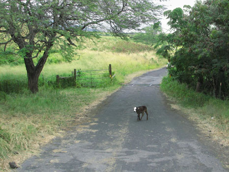 Pi'ilany Hwy.
