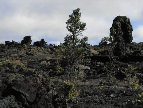 Lava Tree
