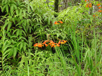 nochmals Orchideen

