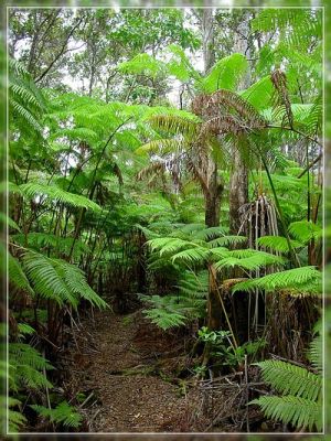 Big Island: Napau Crater Trail
