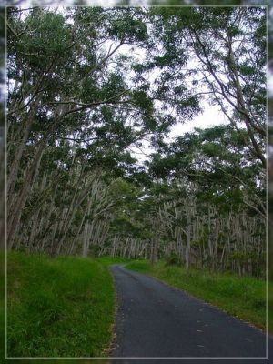 Big Island, Mauna Loa Road
