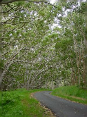 Big Island, Mauna Loa Road
