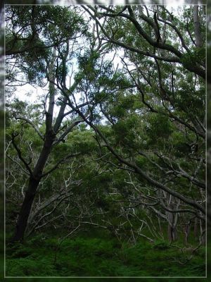 Big Island, Mauna Loa Road
