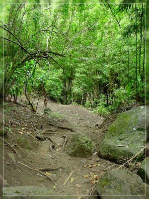 Maui: Waihe'e Valley Trail
