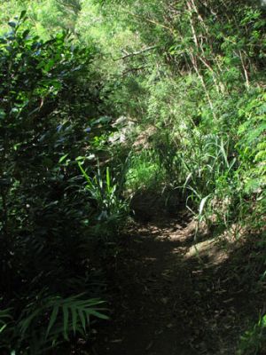 Kuliouou Ridge Trail
