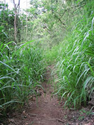 Kuliouou Ridge Trail
