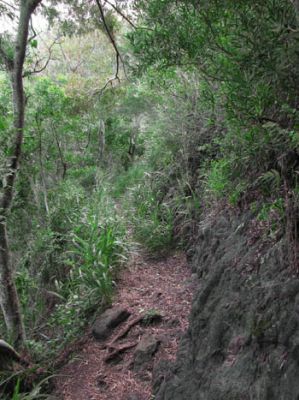 Maunawili Demonstration Trail Waimanalo side
