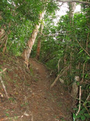 Maunawili Demonstration Trail Waimanalo side
