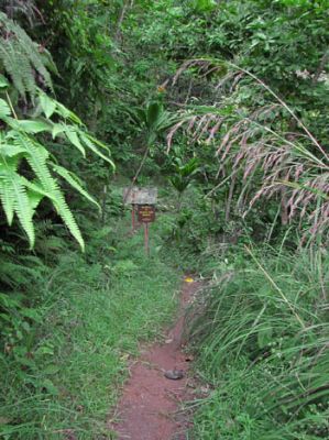 Maunawili Demonstration Trail Waimanalo side

