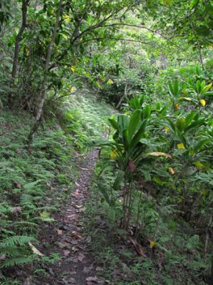 Maunawili Demonstration Trail Waimanalo side
