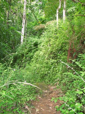 Maunawili Demonstration Trail
