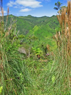Powerline Trail south
