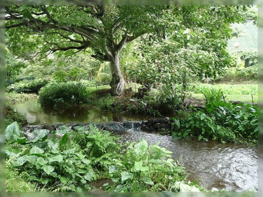 Big Island, Waipi'o Valley
