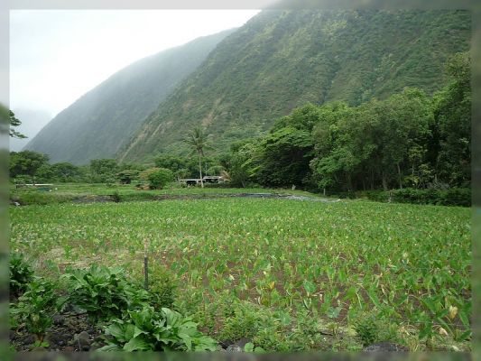 Big Island, Waipi'o Valley
