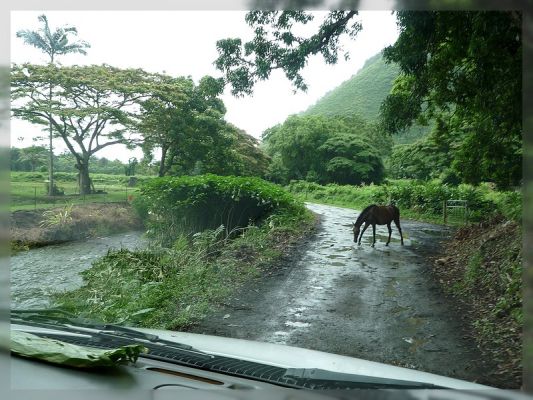Big Island, Waipi'o Valley
